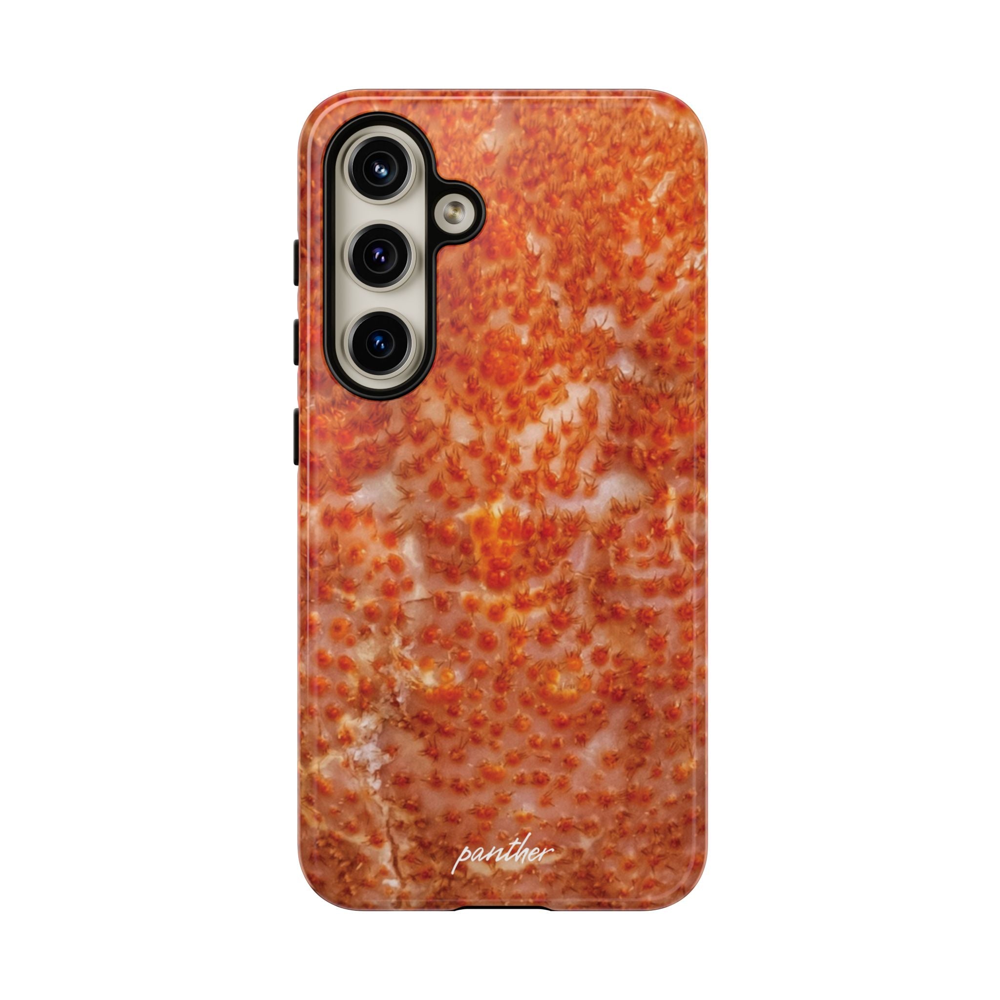 Reef