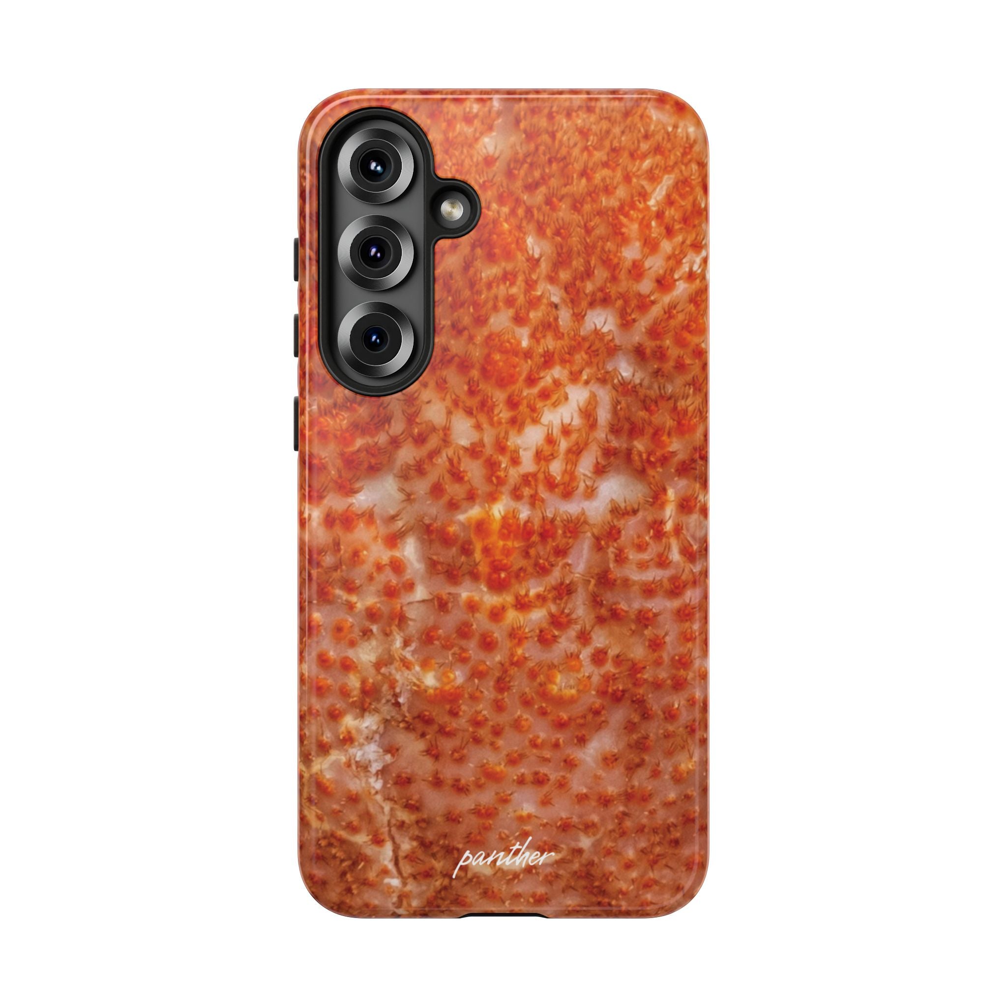 Reef