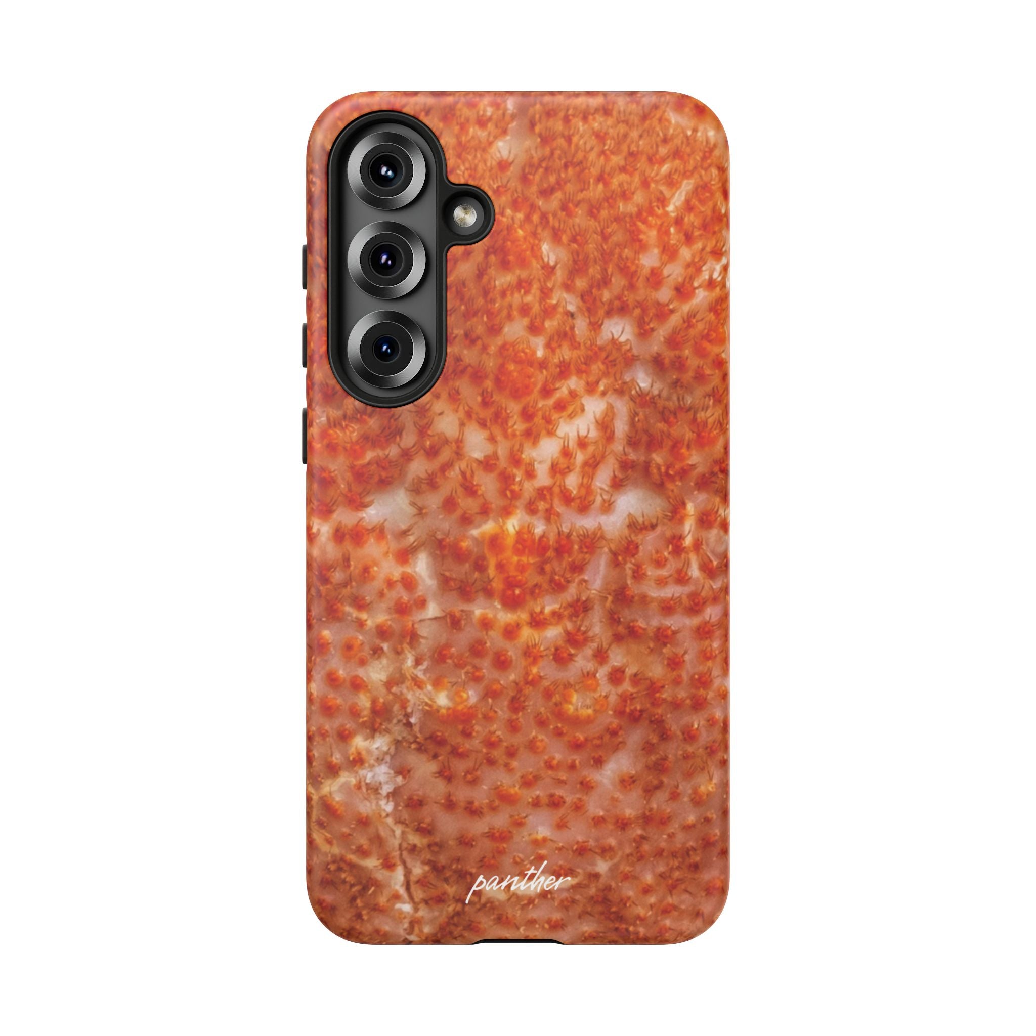 Reef