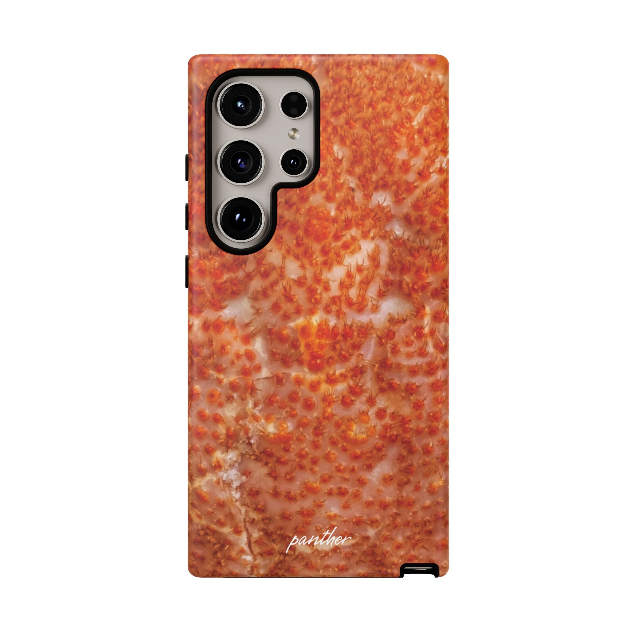 Reef