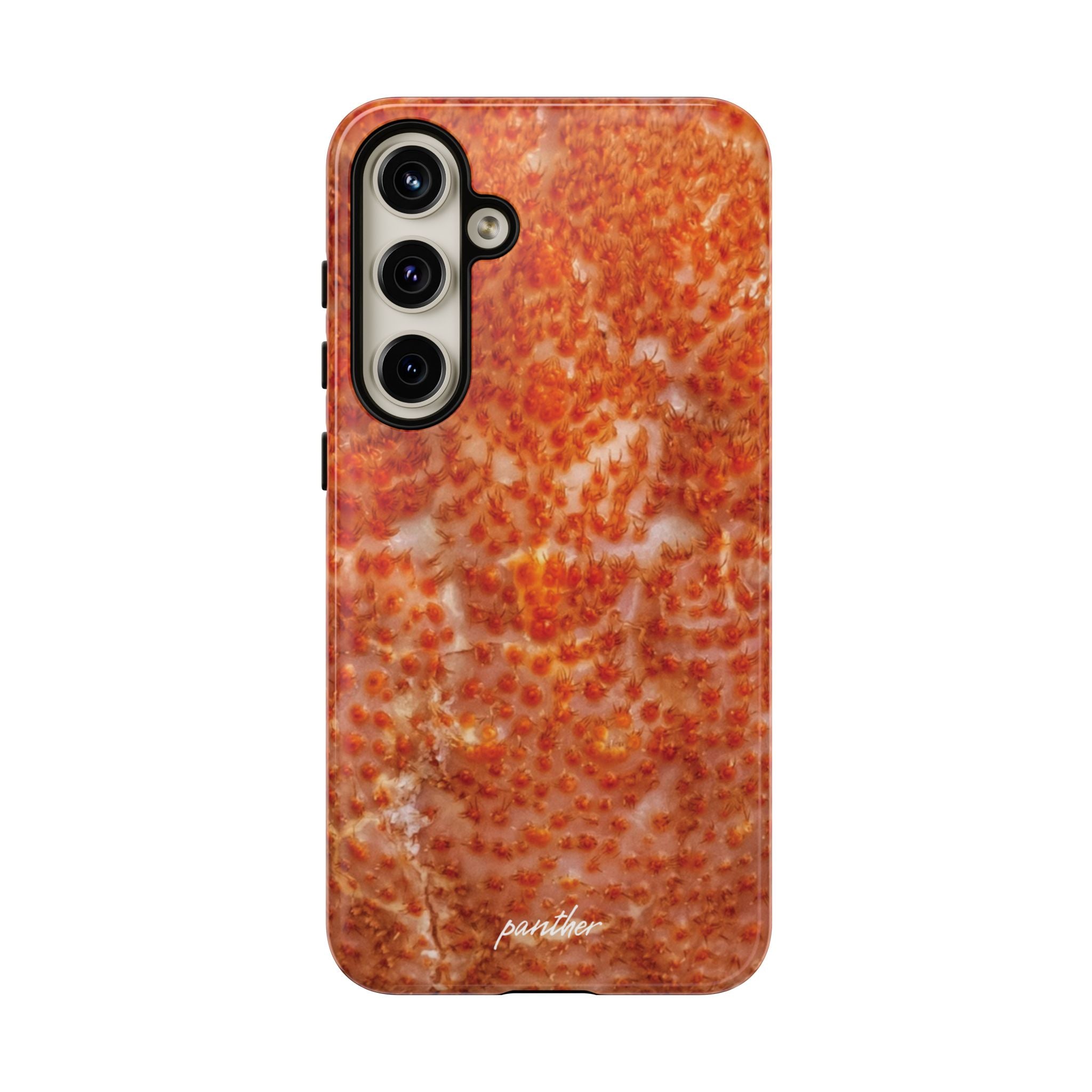 Reef