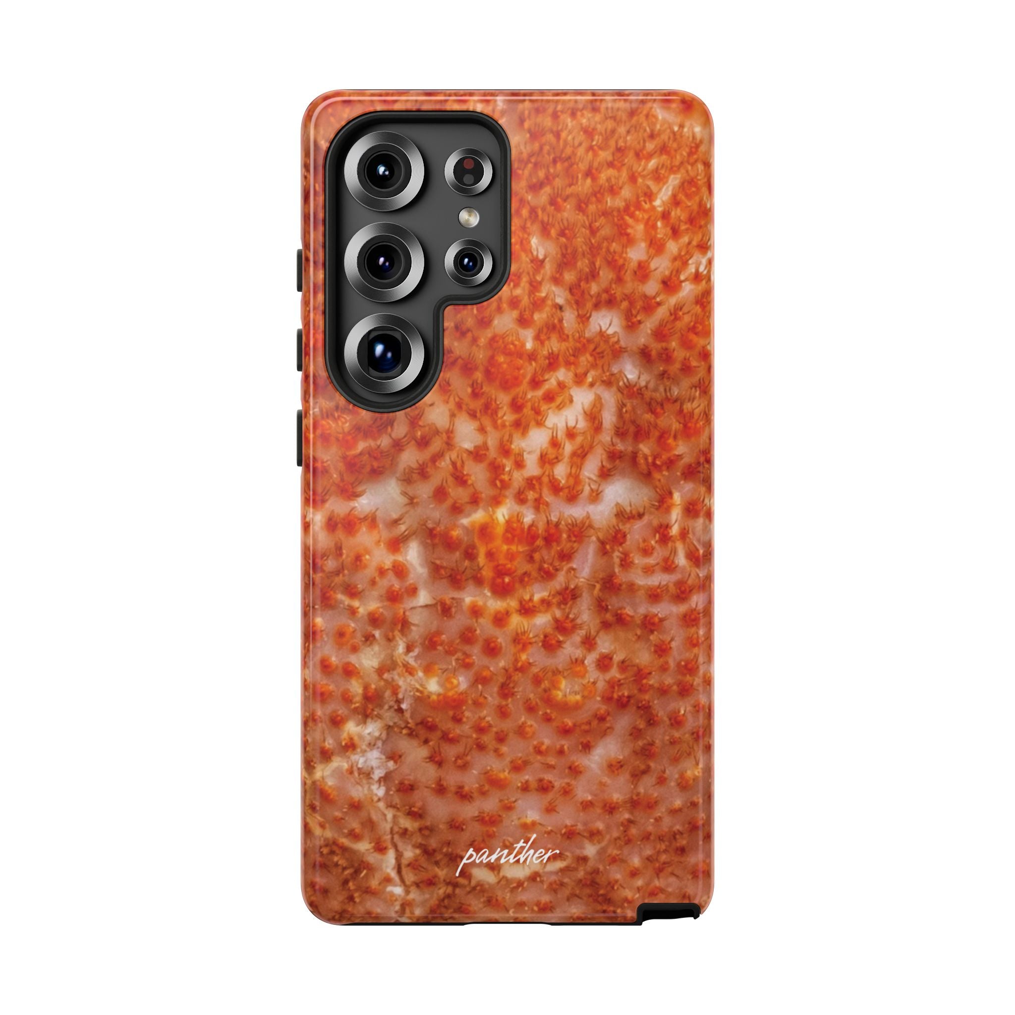Reef
