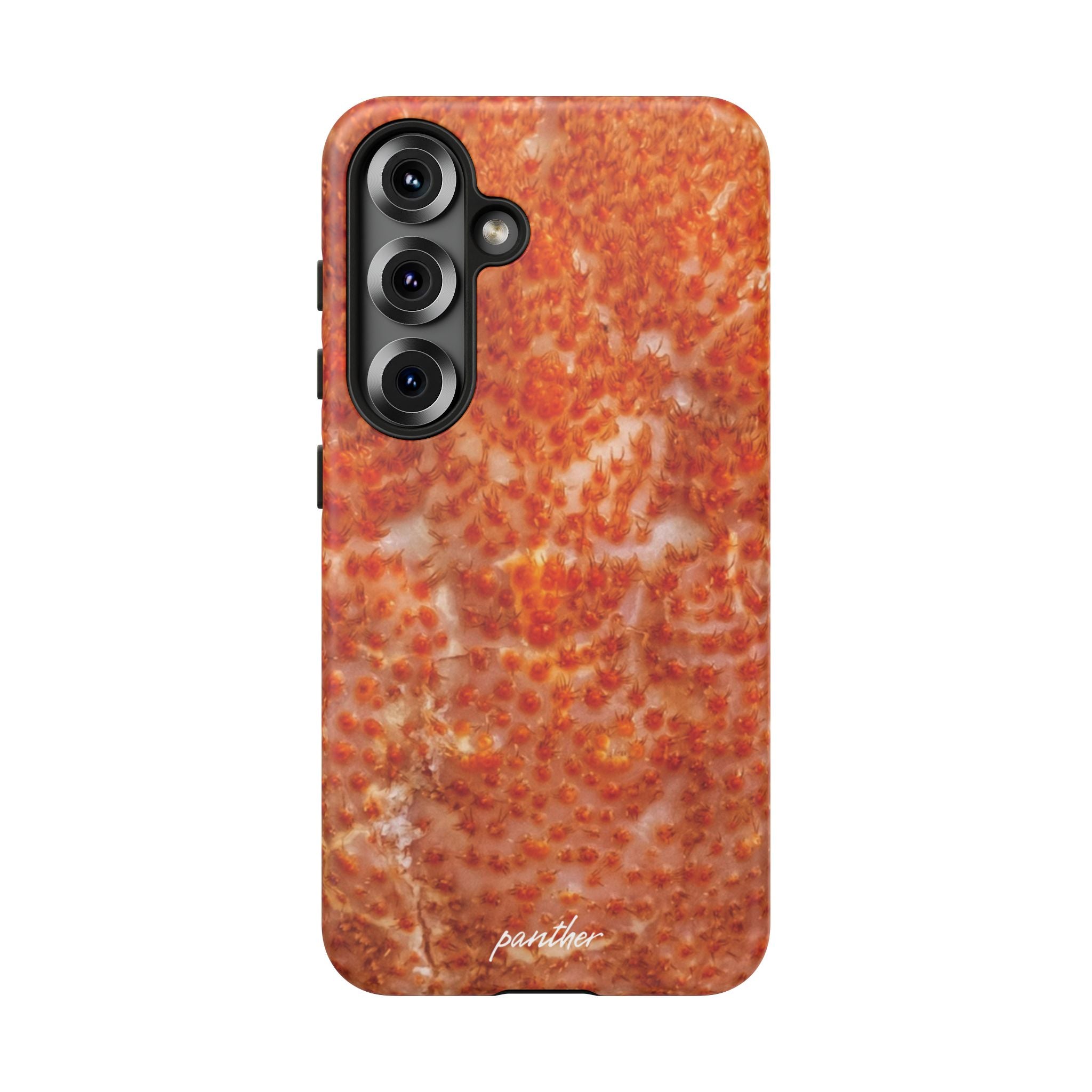 Reef