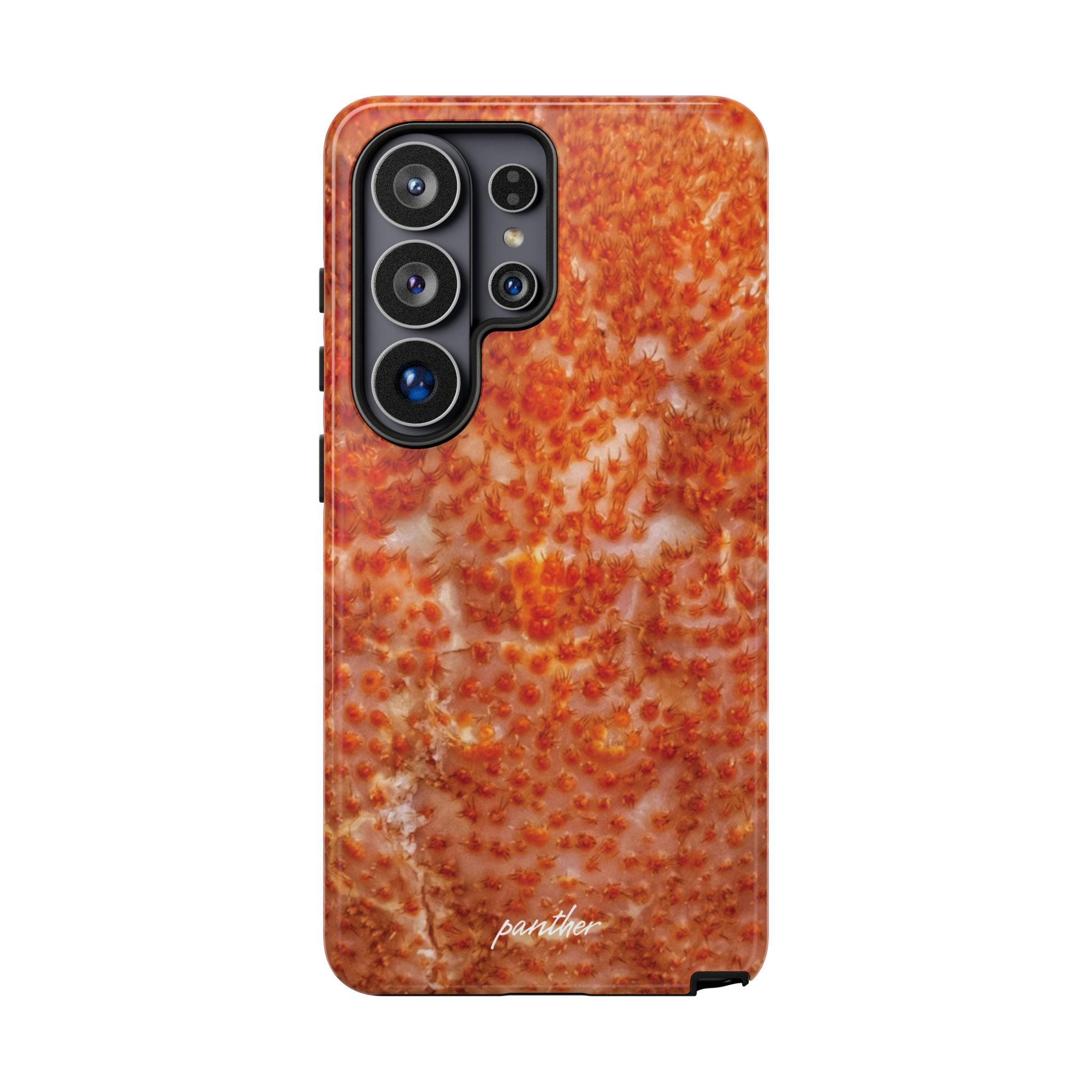 Reef
