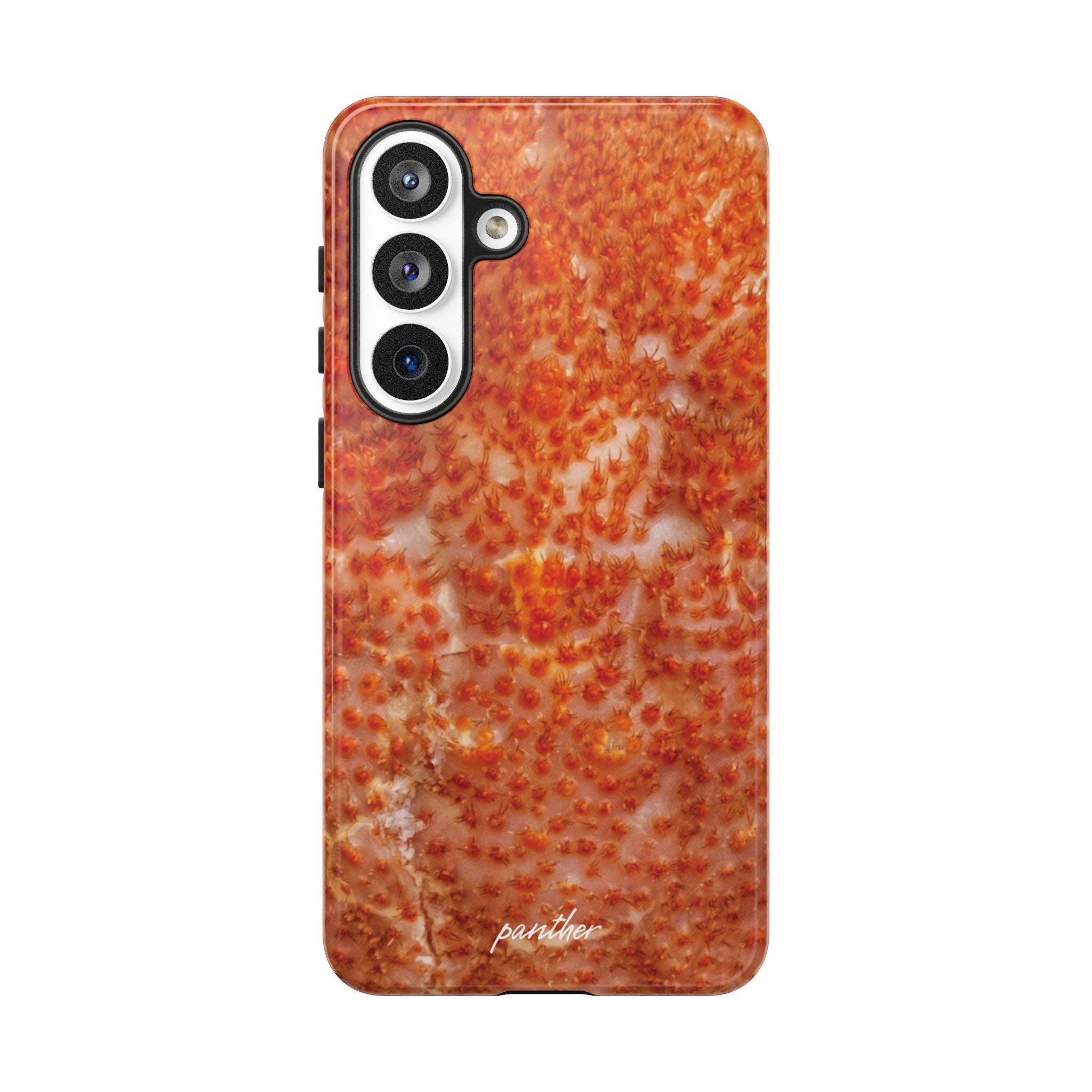 Reef