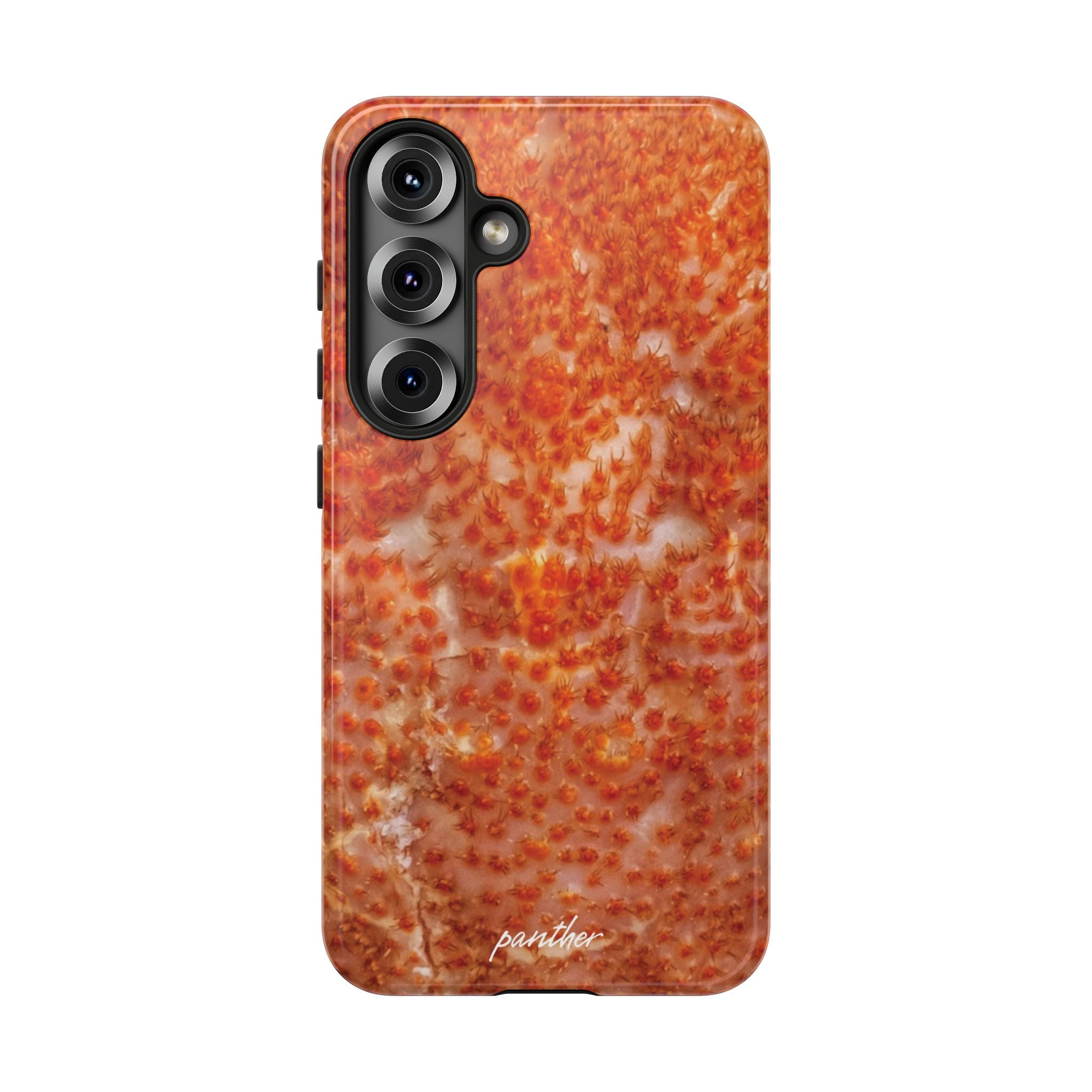 Reef